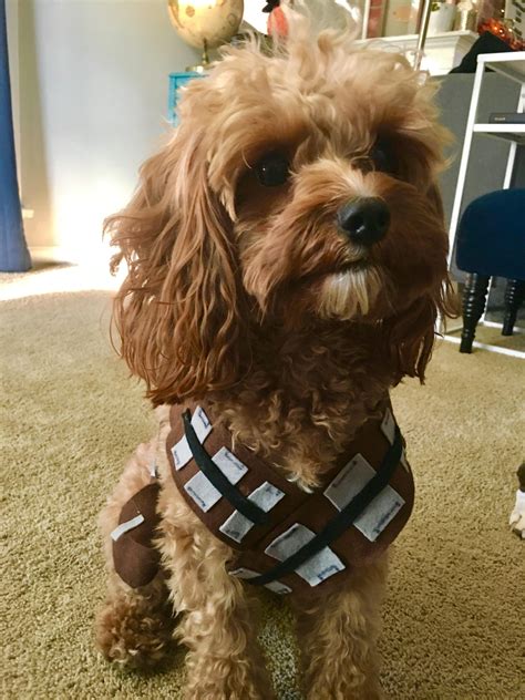 Would This Sub Like To See My Dog In His Homemade Chewbacca Costume