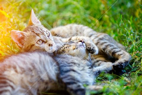 Two Kittens Lying On The Grass Royalty Free Stock Image Storyblocks