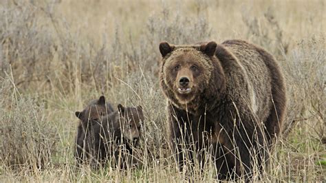 Us Officials Lift Yellowstone Grizzly Bear Protections