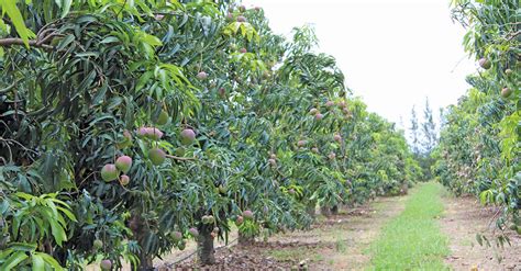 Stable Mango Yields Timing Is Everything