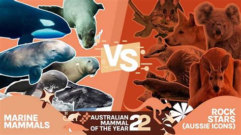 Splish Splash Why Our Amazing Marine Mammals Deserve Your Vote Amoty2022