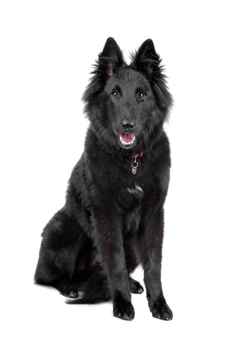 Belgian Shepherd Everything You Need To Know About This Dog Breed