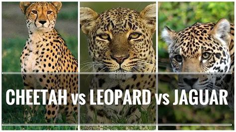 Jaguar Vs Leopard Size Differences Between A Jaguar Vs Cheetah Vs Leopard Diet Habitat
