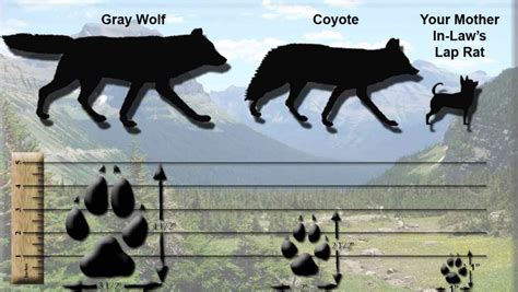Dog, but that's just an average dog, some breeds like a jack russel/labrador mix could be the same weight could give a coyote a run for its money, or a fit dog could weigh the same as the coyote and win. Identifying Wolves | HuntWolves.com