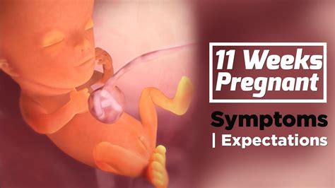 11 Weeks Pregnant Pregnancy Week By Week Symptoms The Voice Of