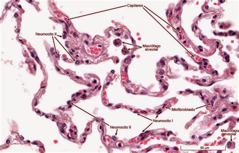 Histologia Sistema Respitaorio Alveolos