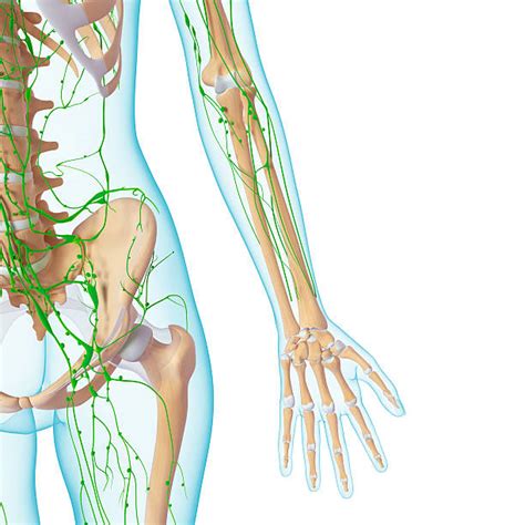 Best Lymphatic System Stock Photos Pictures And Royalty Free Images Istock