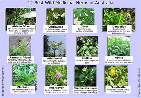 12 Best Medicinal Plants In Australia