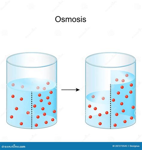 Osmosis Experiment With Water And Semi Permeable Membrane Stock