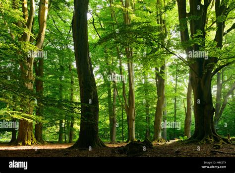 Dead Woodwork Hi Res Stock Photography And Images Alamy
