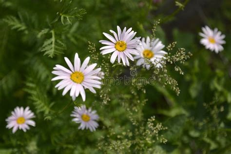 Chamomile On A Green Field Under The Sun Stock Photo Image Of Field