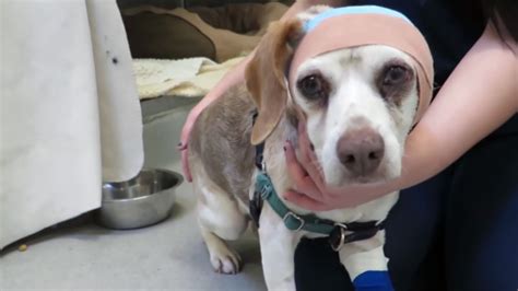 Ottawa Humane society says dog shot in head to undergo surgery ...