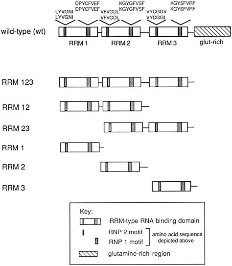 Individual Rna Recognition Motifs Of Tia 1 And Tiar Have Different Rna