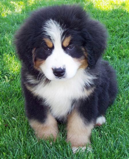 These Bernese Mountain Dogs Are Preposterously Soft