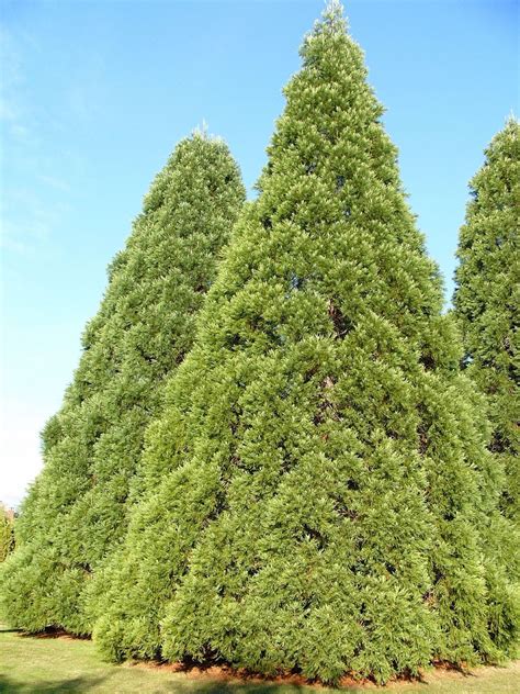 Cedar Trees Wallpaper