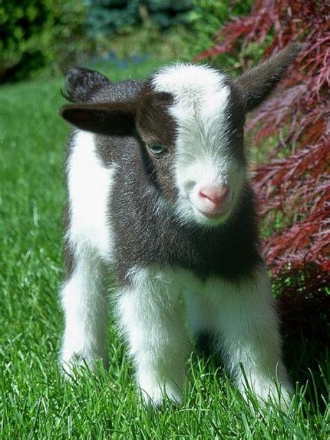 88 Best Images About Minituredwarf Goats On Pinterest Baby Goats