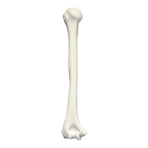 Humerus Bone Transparent PNG StickPNG