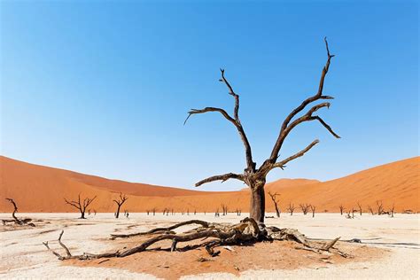 Dead Acacia Trees In Deadvlei In The Namibian Desert Part Of The