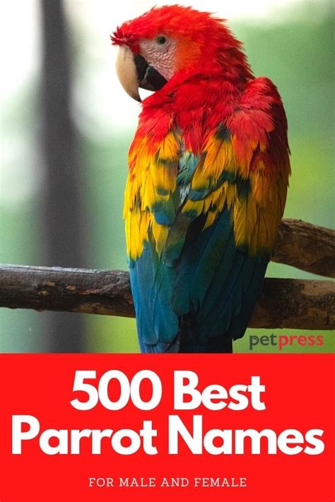 Parrot Names The 500 Most Popular Names For Parrots Petpress