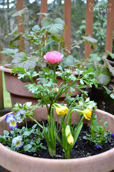 Ideas And Tips To Refresh Your Flower Pots For Spring Tuesdays In The Garden