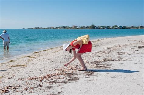 Sanibel Island Top Shelling Destination In The Usa Must Do Visitor