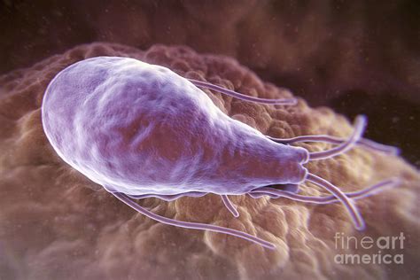 Giardia Lamblia Parasite Photograph By Science Picture Co