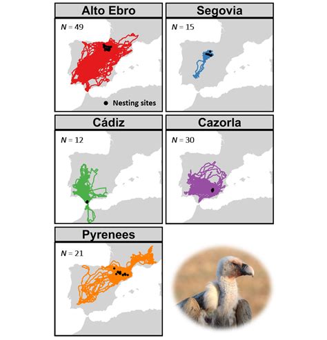 Large Scale Movement Patterns In A Social Vulture Are Influenced By