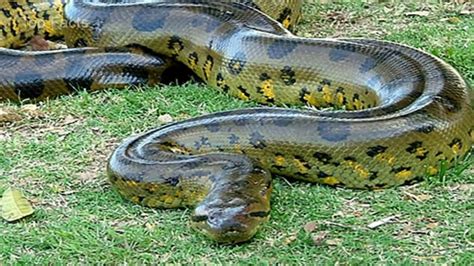 Is The Anaconda The Largest Snake In The World The Lookout