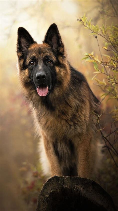 Cute German Shepherd Wallpapers Wallpaper Cave