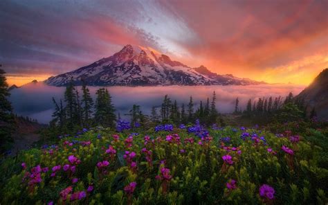 Flowers Mountains Wallpaperhd Nature Wallpapers4k Wallpapersimages