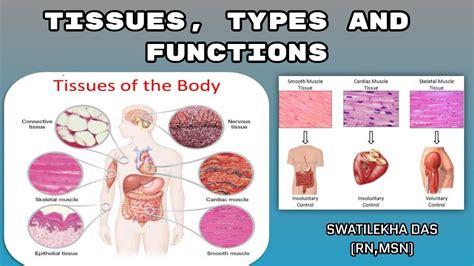 Tissues Types Functions Easy Explanation Anatomy Topic 1st Yr