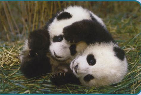 Panda Bear Cubsone Of My Fave Animals Rkebfan4ever