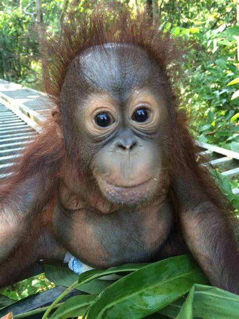 Meet Josh The Orphaned Baby Borneo Orangutan The Great Projects