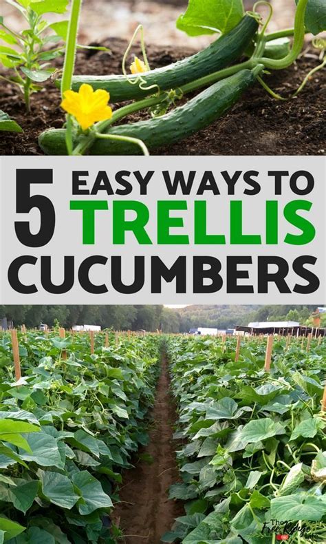 This keeps the fruit clean and saves space. 5 Easy, DIY Cucumber Trellis Ideas | Cucumber trellis ...