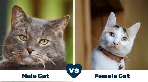 Male Cats Vs Female Cats Pros And Cons Love Your Cat