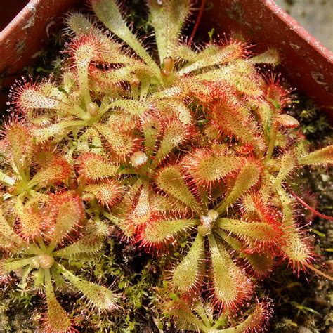 Carnivorous Plants Archives Cactus Jungle