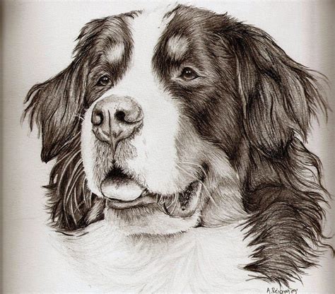 Bernese Mountain Dog By ~xx Ashley On Deviantart Amazing Drawings