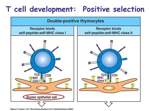 Ppt Lymphocyte Development And Survival Chapter Powerpoint Presentation Id