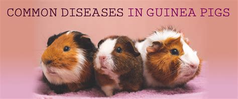 Common Diseases In Guinea Pigs Small Pet Select