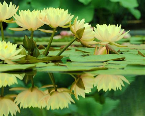 Yellow Water Lilies Reflection Planting Flowers Garden Photos Water