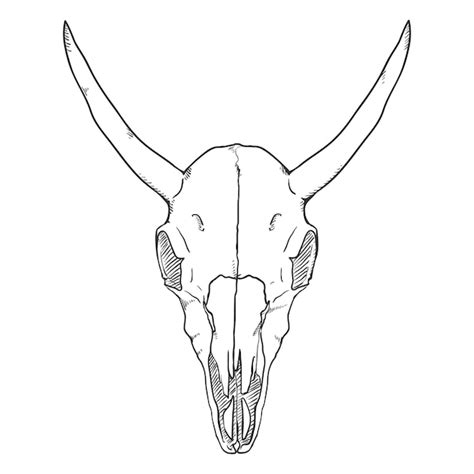 Premium Vector Vector Single Sketch Illustration Skull Of Cow Front View