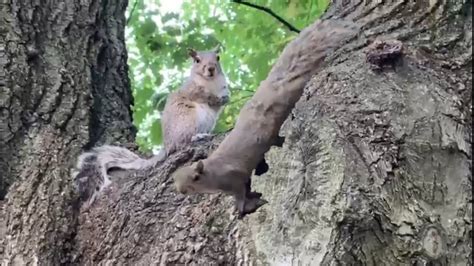 New York Central Park Squirrels Chasing Each Other In The Park Youtube