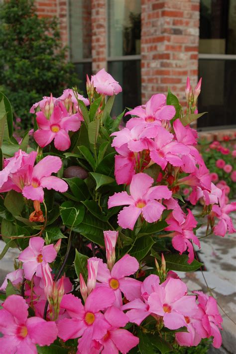 Hope To Plant A Pink Mandevilla In My Sisters Yard This Spring