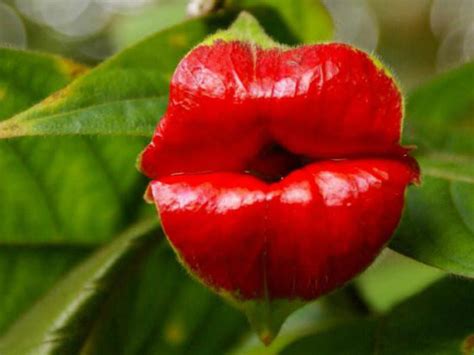 Psychotria Elata Hot Lips World Of Flowering Plants