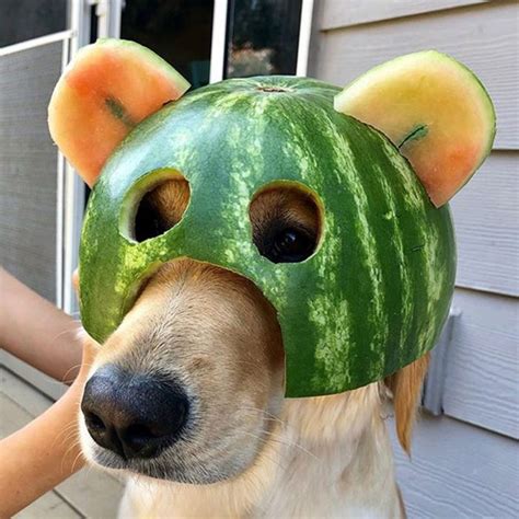 You may want to purchase a mat to place your cat's bowls on to prevent watermelon juice from drying on the floor. Dogs In Watermelon Helmets | Funniest Pins