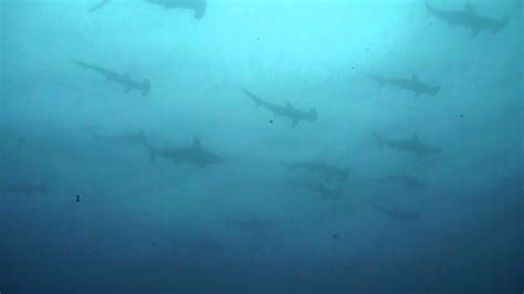 Schooling Hammerhead Shark 2july2011 Youtube