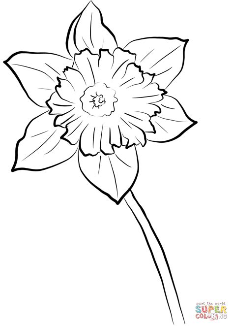 Daffodil Coloring Pages Clipart Misc Spring Coloring Pages Free