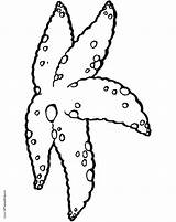 Coloring Starfish Star Fish Adults Printable Drawing Getdrawings Getcolorings Books sketch template