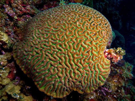 Filecolpophyllia Natans Boulder Brain Coral Entire Colony