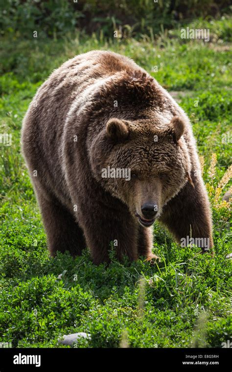 Close Up Of An Adult Grizzly Bear On Green Grass Stock Photo Alamy